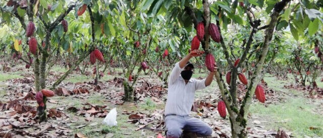 Riduzione del cadmio nel cacao: avvio di una sperimentazione in Perù