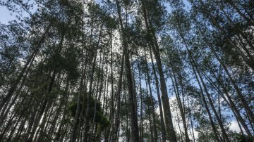 Un nuovo studio evidenzia come la certificazione aiuti le organizzazioni a proteggere le foreste