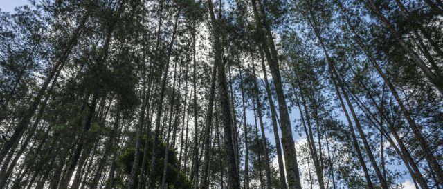 Un nuovo studio evidenzia come la certificazione aiuti le organizzazioni a proteggere le foreste