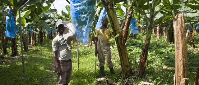 10 modi in cui Fairtrade contribuisce agli SDGs